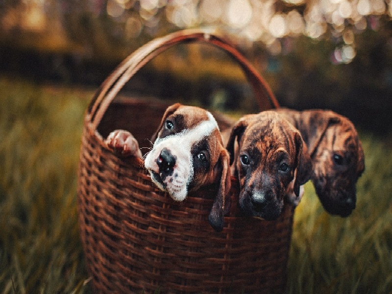 核酸阳性试管变化，试管婴儿  价格